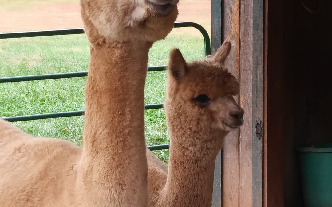 Greenfield Farms Alpacas