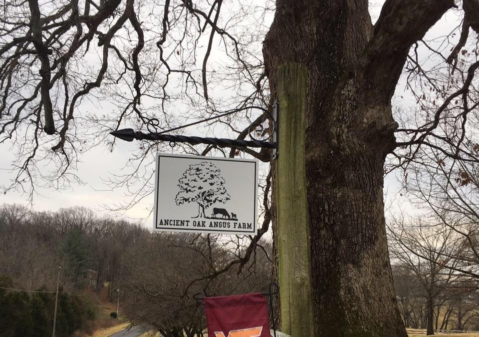 Ancient Oak Angus Farm