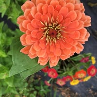 Fenceline Flower Farm